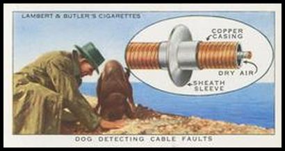 13 Dog Detecting Cable Faults